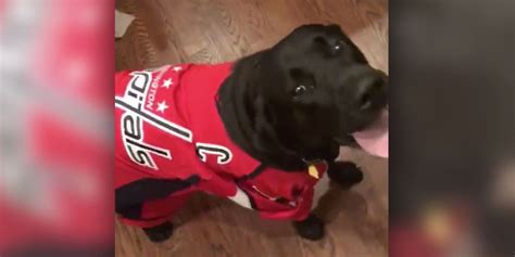 Alex Ovechkin’s dog wears an Alex Ovechkin jersey | RMNB