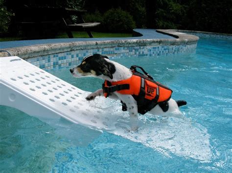 Pet Ramps For Large Dogs Pool Ramp Safety Skamper Step Pup Ladder Water ...