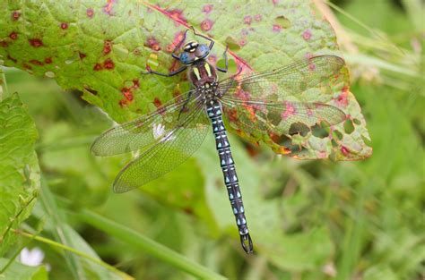 Hairy Dragonfly - British Dragonfly Society