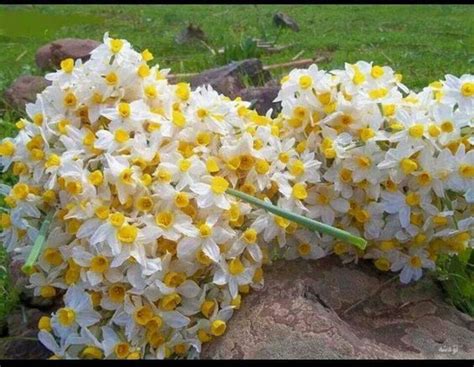 nargis flower kurd - Google Search