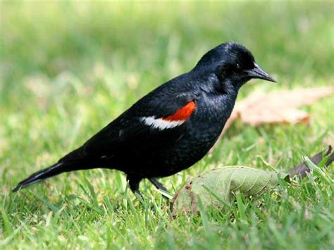 Tricolored Blackbird Moves Toward Endangered Species Designation - capradio.org