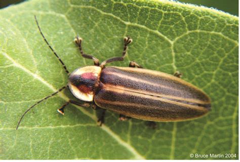 11 Fascinating Facts about Fireflies