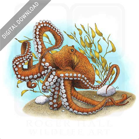 Stock Art Drawing of a Giant Pacific Octopus - inkart