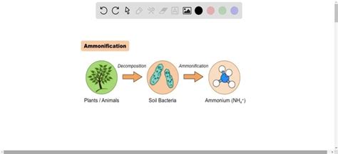 SOLVED:Ammonification is the process by which . a. ammonia is released during the decomposition ...