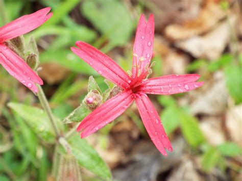 Wildflowers Part III: How Many of These Appalachian Wildflowers Have ...