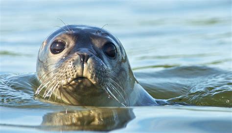 Symbolic Meaning of Seals, Sea Lions and Selkies on Whats-Your-Sign