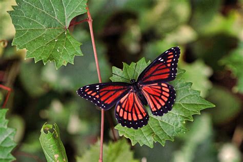 Viceroy Butterfly | naturechirp