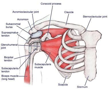 Anterior Shoulder Joint Muscles