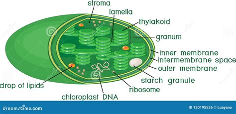 Structure of Chloroplast with Titles Stock Vector - Illustration of title, botany: 120195536