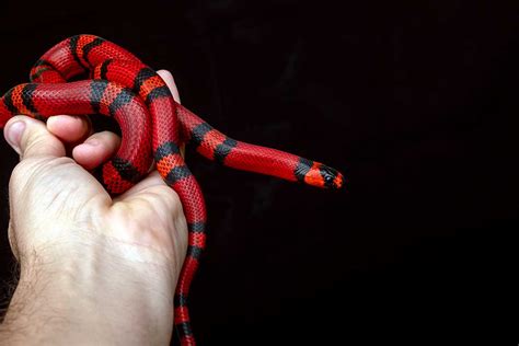 Milk Snake Size: How Big Do They Get? (In Captivity) - ReptileHow.com