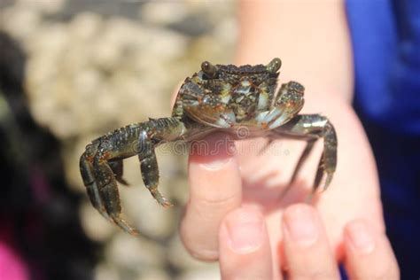 Catch the crab stock image. Image of algarve, individuality - 46928129