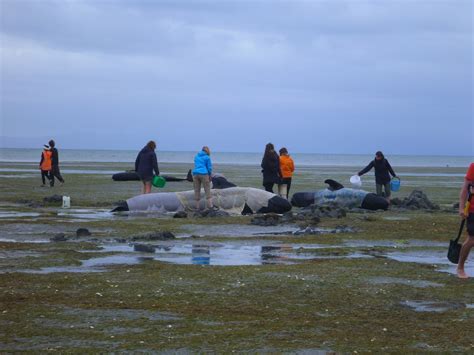 Pilot Whale Stranding in New Zealand - Team Giddyup