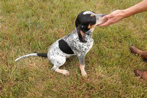 Bluetick Coonhound Puppies for Sale from Reputable Dog Breeders