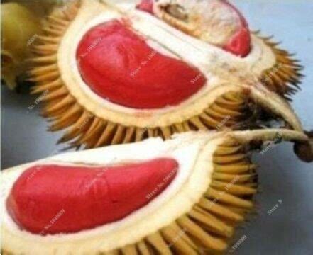 Durian Seeds 5 Packets OutletTrends.com Free Shipping Up to 70% OFF