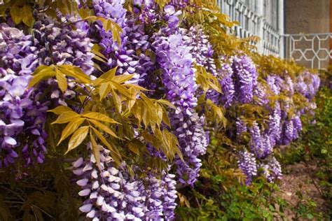 Purple Wisteria Vine | ubicaciondepersonas.cdmx.gob.mx