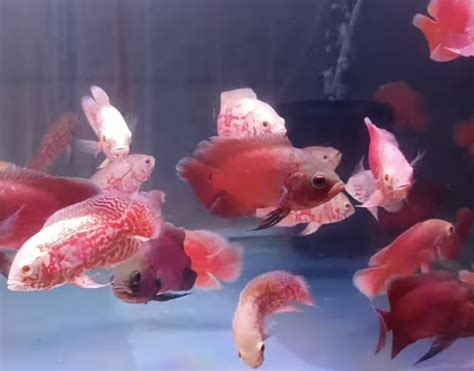 Fastest Growing Aquarium Fish - Aquariuman