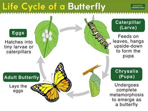 Life Cycle of a Butterfly: Complete Metamorphosis with Stages