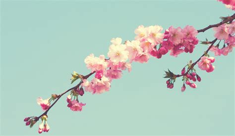 Blossom Flowers Vintage Colors Free Stock Photo - Public Domain Pictures