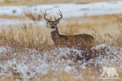 Wild Colorado - Fascination Wildlife