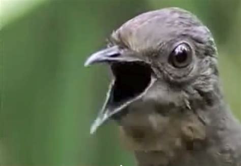 The Amazing Lyrebird - Master of mimicking sounds | Forum Of Thoughts - FT