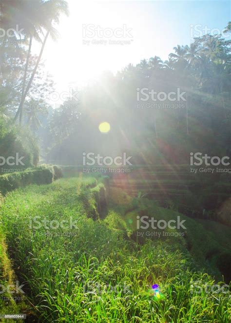 Tegallalang Rice Terraces At Sunrise Stock Photo - Download Image Now ...