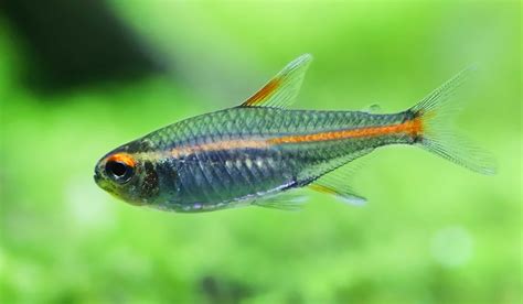 Glowlight Tetra (Hemigrammus erythrozonus) Care Sheet - Aquariadise