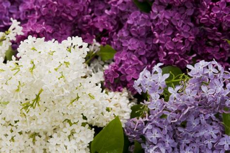 15 Beautiful Lilac Varieties