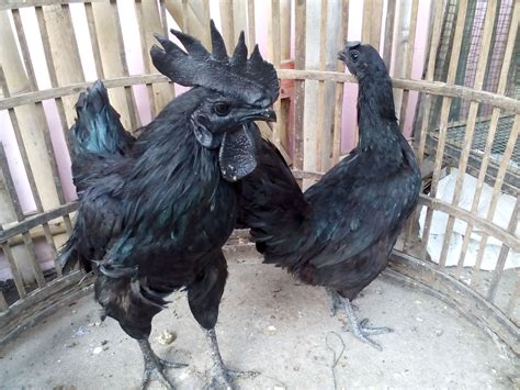 Fact About Ayam Cemani Chicken Eggs Color, Is It Really Black?