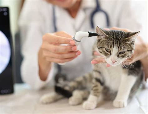 There's a Cyst in My Cat's Ear: What to Do - Cat-World