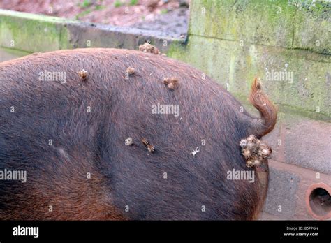 Seed dispersal hi-res stock photography and images - Alamy