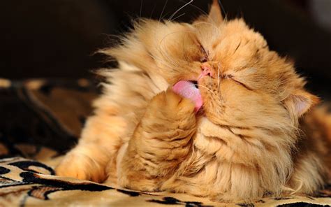 Download wallpapers Persian Cat, close-up, ginger cat, fluffy cat ...