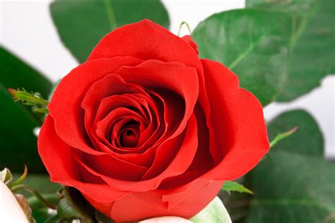 Free photo: Red rose close-up - Beautiful, Macro, Rose - Free Download - Jooinn