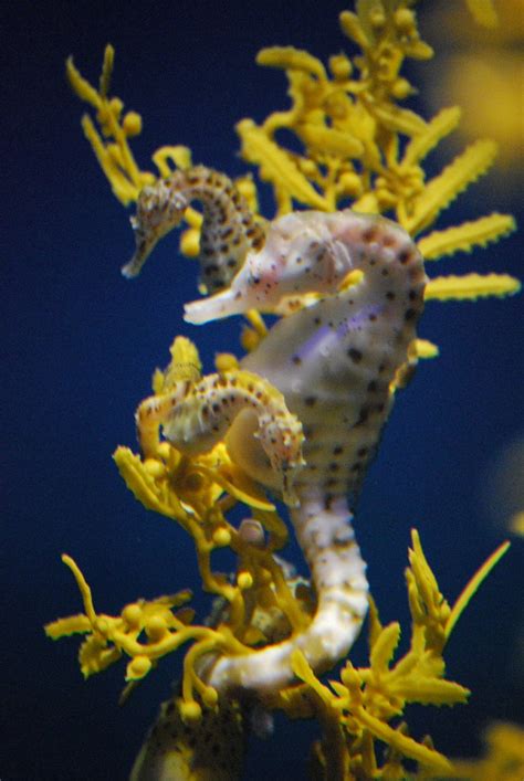 Pregnant seahorse | Kelly McCarthy | Flickr