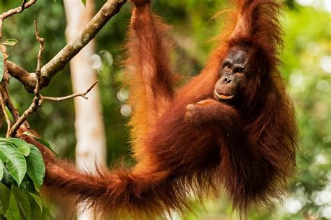 12 Incredible Borneo Animals and the Best Places to See Borneo Wildlife