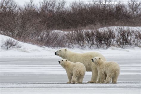 Polar bear photography tour | Big Fish Expeditions