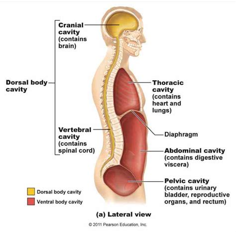 Dorsal And Ventral Human Body Cavities | MedicineBTG.com