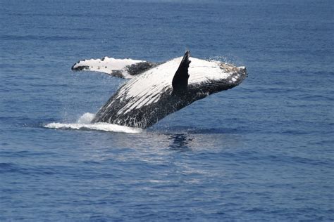 Maui Whale Watch Guide - Humpback Migration - Hawaii Ocean Project ...