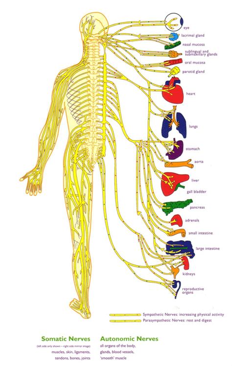 Central Nervous System Diagram Division Snippd: The Central