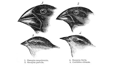 Evolution of Darwin’s Finches: Integrating Behavior, Ecology, and ...