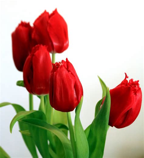 Red Tulips On White Background Free Stock Photo - Public Domain Pictures