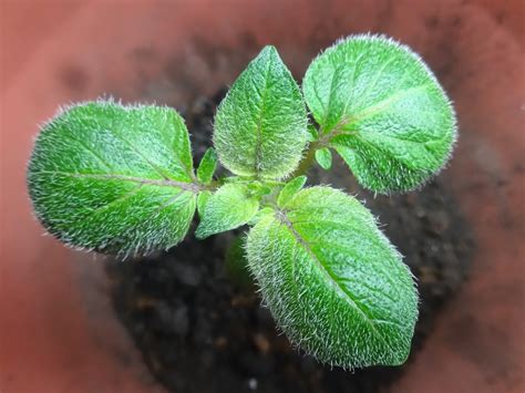 The Perennial Agriculturalist: some spud morphology...