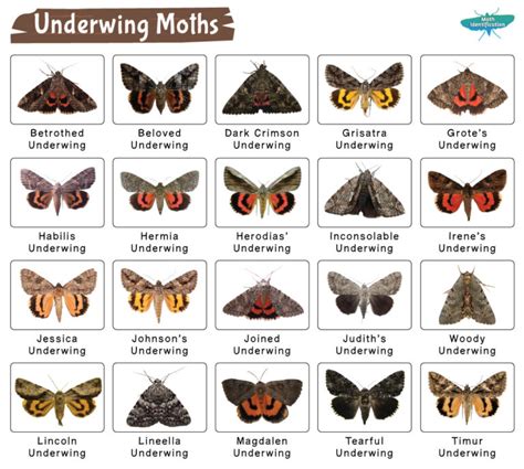 Moth Larvae Identification Chart