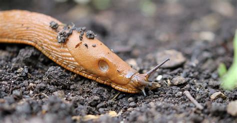 10 Incredible Slug Facts - A-Z Animals