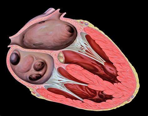 14.3 Heart – Human Biology