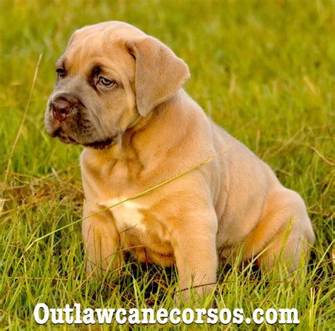 Outlaw Kennel - Cane Corso Breeders - ”True” Traditional Cane Corso.