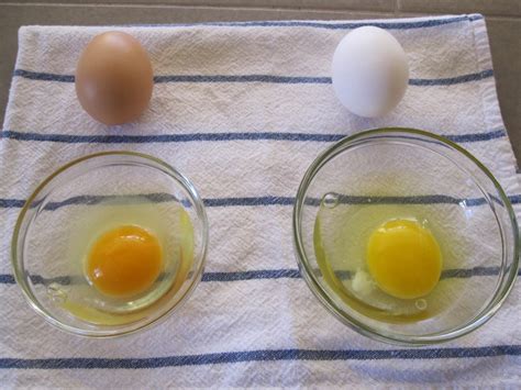 9 Huge Differences Between Free Range and Store Bought Eggs