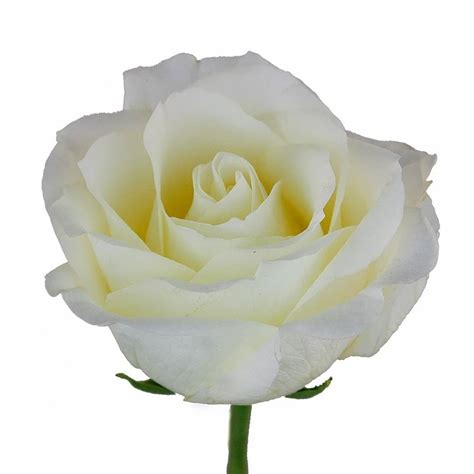 White Chocolate Roses - Florabundance Wholesale Flowers