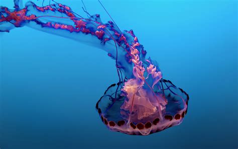 science-post-what-you-should-know-about-jellyfish-season – Mononews