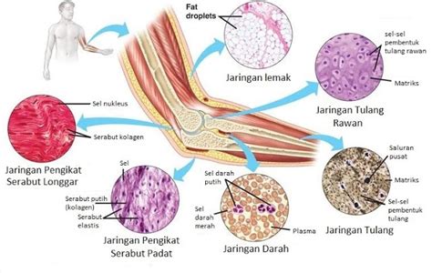 Pengertian Jaringan Ikat : Ciri, Fungsi, Letak, Komponen Penyusun dan Jenisnya Lengkap