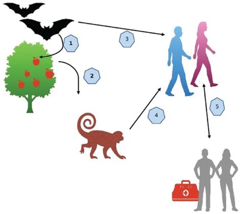 Emergence of Marburg Virus Disease in West Africa amid COVID-19 and ...